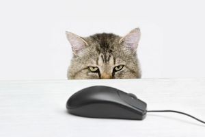 Чудернацькі комп'ютерні мишки. Яку мишку обрати?