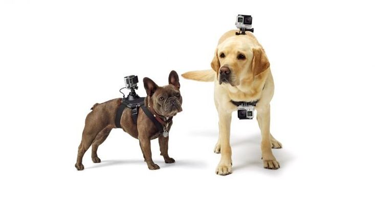 Держатель для экшн-камеры на пса GoPro (ADOGM-001)