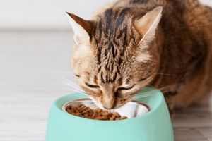 Корм для котів - особливості вибору Корм для котів - особливості вибору